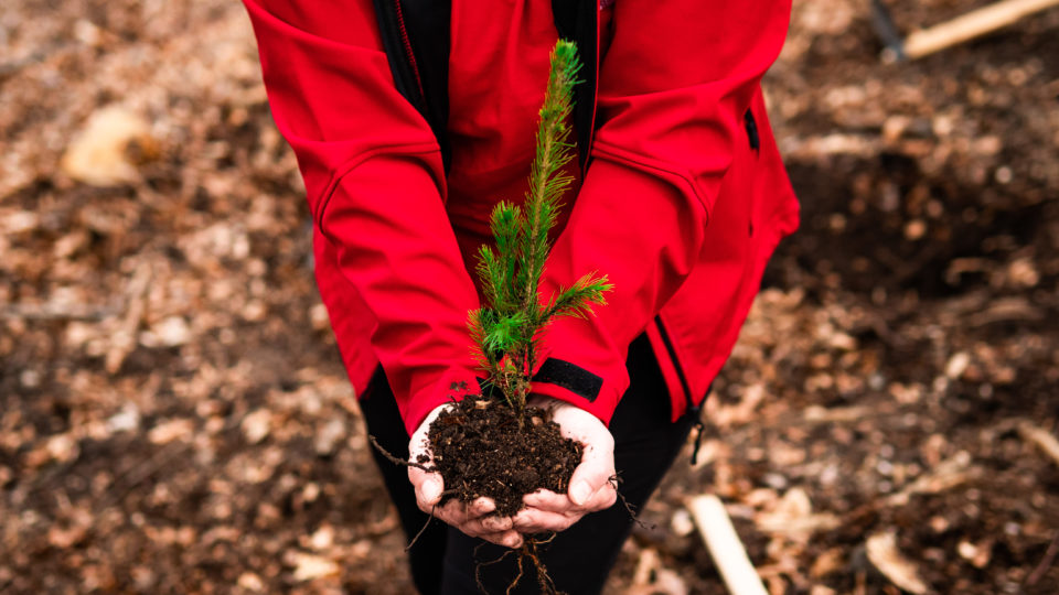 Earth Day – planting of trees